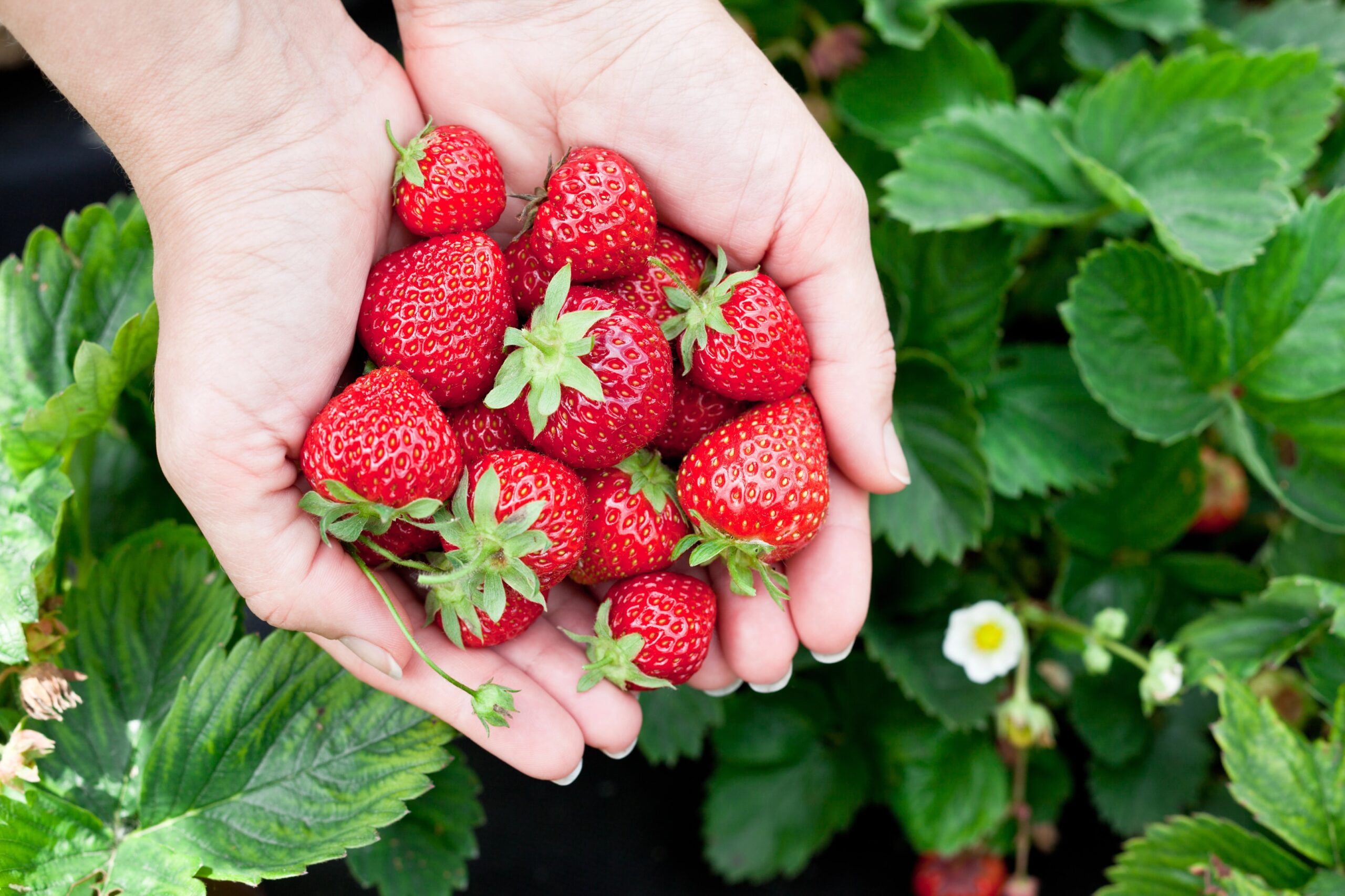 A pair of hands holding a collection of ripe, freshly picked strawberries surrounded by green strawberry plants in a garden. Photo by Valentyn_Volkov, licensed via Depositphotos.